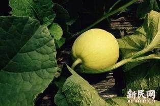 高清吃瓜资料,揭秘娱乐圈幕后真相