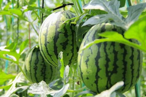 吃瓜群众采摘方法,揭秘吃瓜群众的采摘技巧