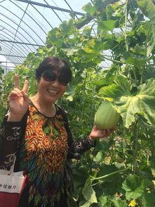 吃瓜群众采摘方法,揭秘吃瓜群众的采摘技巧