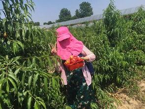 吃瓜群众采摘方法,揭秘吃瓜群众的采摘技巧