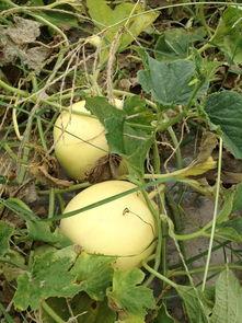 吃瓜最新入口免费,带你领略美味新境界