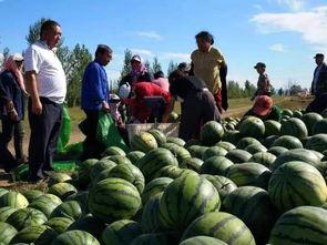 理塘白依吃瓜,一场别开生面的吃瓜盛宴