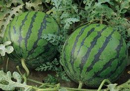 吃的绿色瓜叫什么,揭秘“吃的绿色瓜”之谜