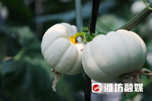 维坊吃瓜,揭秘当地特色美食背后的故事