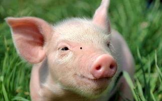 吃瓜猪猪推文,吃瓜猪猪带你揭秘娱乐圈最新热点