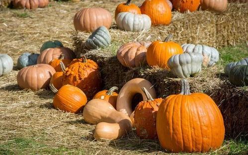 广昌的吃瓜,夏日消暑新风尚