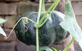 广昌的吃瓜,夏日消暑新风尚