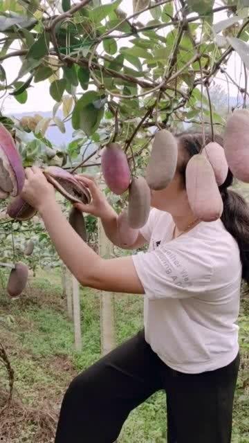 美女吃八月瓜,美女品味田园美味