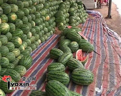 吃瓜卖瓜头像图片大全,吃瓜卖瓜头像图片大全精选