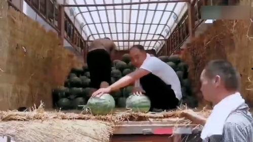 吃瓜业主挑瓜现场视频,吃瓜业主挑瓜大赛，趣味横生