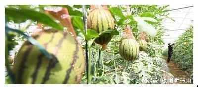 世界吃瓜自由排行,揭秘各国人民“瓜田”盛况