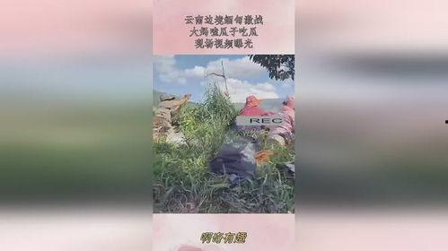 缅甸云南大妈吃瓜,民族团结一家亲