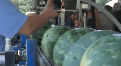 城市人家里吃瓜图片,瓜果飘香共享清凉时光