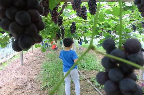 西山李同学吃瓜