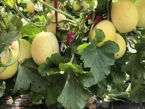 界首吃瓜,揭秘当地特色美食背后的故事