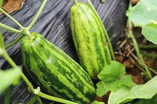 慈溪吃瓜事件,一场网络舆论的风波与反思