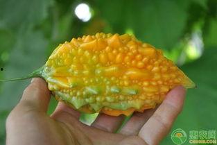 癞圆瓜怎么吃,解锁美味新体验