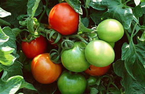 西红柿p图吃瓜,揭秘网络恶搞背后的文化现象