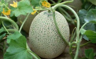 牛奶和哈密瓜可以一起吃吗,兼容性探讨