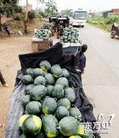 环湖小区吃瓜事件,邻里纠纷背后的社区风波