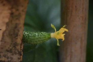 吃瓜礼花,揭秘娱乐圈的甜蜜与苦涩