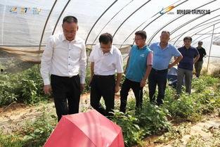 蓝田吃瓜事件,一场网络狂欢背后的真相与反思