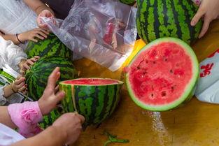 吃瓜回宿舍,吃瓜回宿舍，欢乐无限