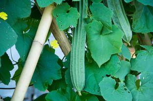 吃瓜高手的视频