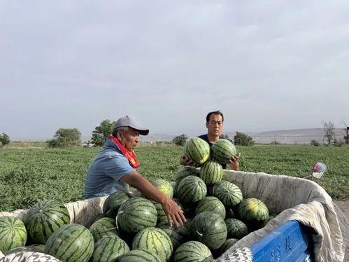 职教城吃瓜,揭秘校园生活趣事