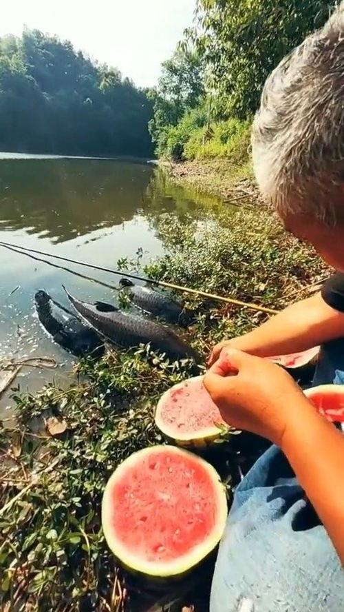河边座椅吃瓜,夏日吃瓜好去处