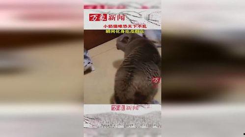 猫咪吃瓜群众图片,萌态可掬的瓜界新宠