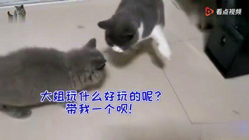 猫咪吃瓜群众图片,萌态可掬的瓜界新宠
