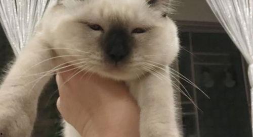 猫咪吃瓜群众图片,萌态可掬的瓜界新宠