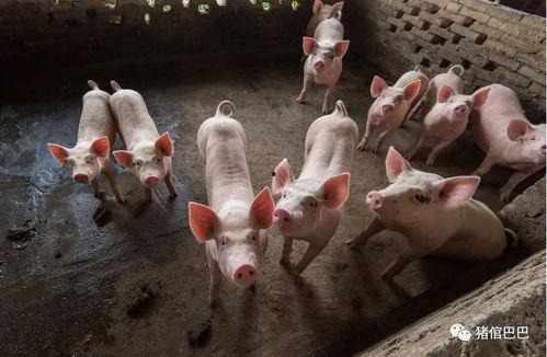 好端端的猪吃瓜