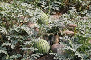 吃瓜瀛洲,揭秘网络热点的背后故事