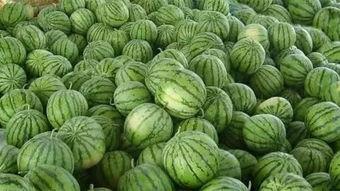 妖怪瓜地里吃西瓜