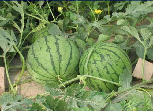 中信吃瓜事件,揭秘网络舆论的风暴与真相