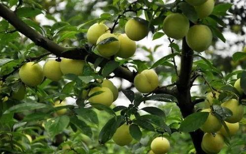 吃瓜的大田,揭秘田间地头的趣味生活