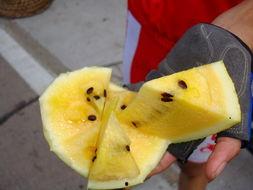 吃瓜的大田,揭秘田间地头的趣味生活