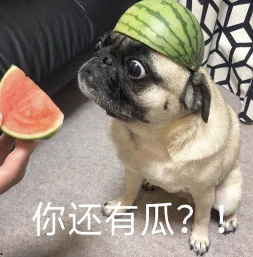 吃不吃瓜表情包,揭秘吃瓜表情包背后的文化现象