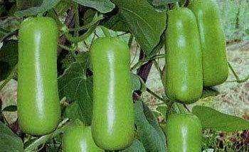 吃蒲瓜好不好,蒲瓜营养价值与食用益处解析