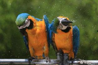 吃瓜游泳的兔子