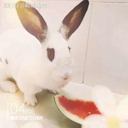 吃瓜游泳的兔子