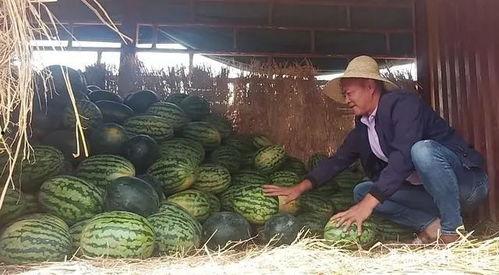 今日吃瓜 瓜农,今日吃瓜，瓜香四溢