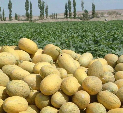 喀什吃哈密瓜