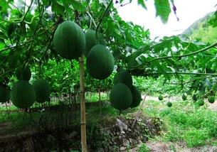 吊瓜和角瓜可以一起吃吗,健康搭配，美味共享