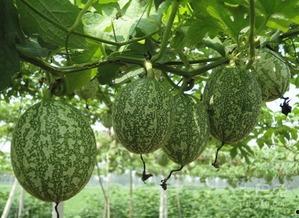 吊瓜和角瓜可以一起吃吗,健康搭配，美味共享