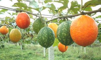 吊瓜和角瓜可以一起吃吗,健康搭配，美味共享