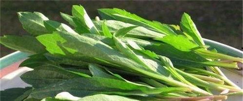 江西人吃马兰瓜