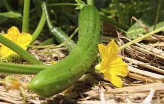 吃瓜吃到脸上了,脸皮厚度堪比城墙！